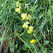 Coucou-Primula vulgaris