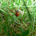 Marienkäferl - ladybird