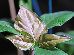 Syngonium rose(feuille