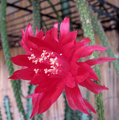 Cactus Flower (0231)