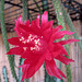 Cactus Flower (0231)