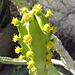 Flowering Cactus at Living Desert (0138)