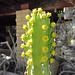 Flowering Cactus at Living Desert (0139)