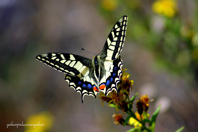 MACAONE..Papilio machaon