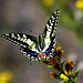 MACAONE..Papilio machaon