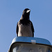 20110228 9956RAw [TR] Nebelkrähe (Corvus cornix), Manavgat