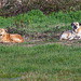20110228 9952RAw [TR] Hirten-Hunde, Türkei