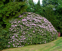 Rhododendronpark bei Rathen - kleine Bastei