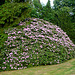 Rhododendronpark bei Rathen - kleine Bastei