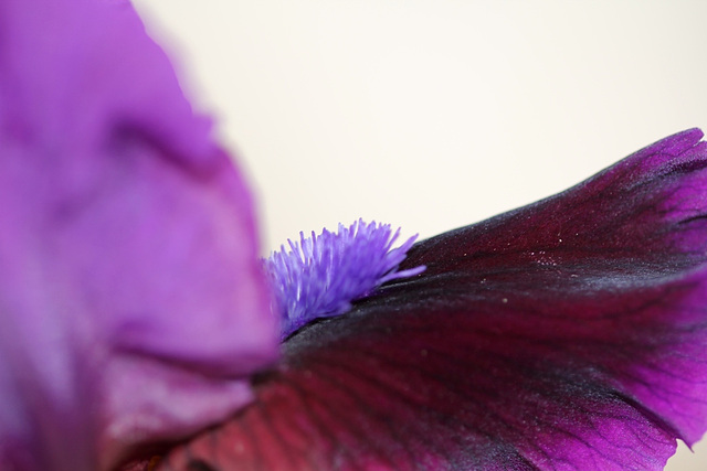 Iris intermédiaire Plum Plum