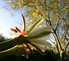 Cereus Bloom & Palo Verde (0206)