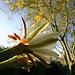 Cereus Bloom & Palo Verde (0206)