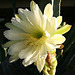 Cereus Bloom (0197)