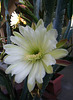 Cereus Bloom (0198)