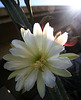 Cereus Bloom (0199)