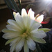 Cereus Bloom (0199)