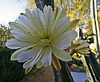 Cereus Bloom (0200)