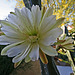 Cereus Bloom (0200)