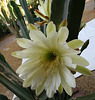Cereus Bloom (0202)