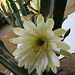 Cereus Bloom (0202)
