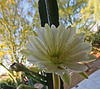 Cereus Bloom (0203)