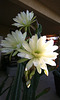 Cereus Blooms (0196)