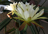 Cereus Blooms (0201)
