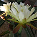 Cereus Blooms (0201)