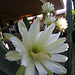 Cereus Blooms (0204)