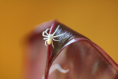 araignée sur bananier- Philodromus
