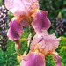 iris giant rose