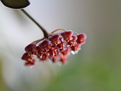 Hoya tsangii dégoulinant de nectar