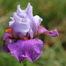 Iris Gyrophare (4)