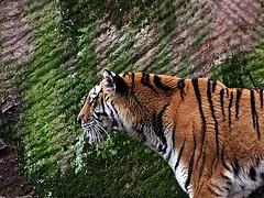 stripes'n tiger