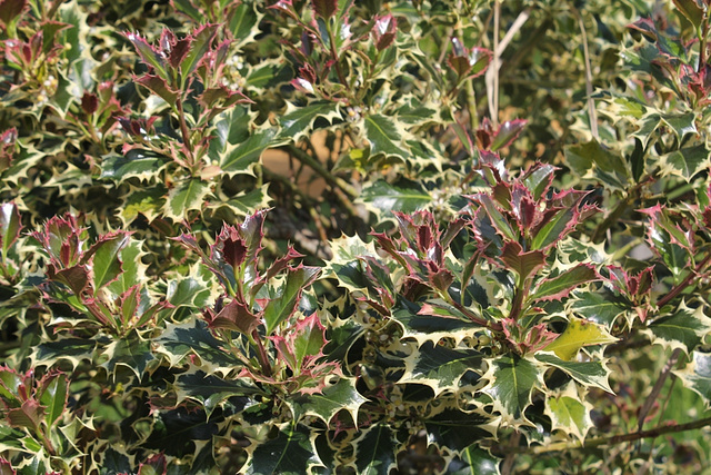 Ilex aquifolium argenteamarginata