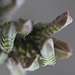 Crassula muscosa variegata