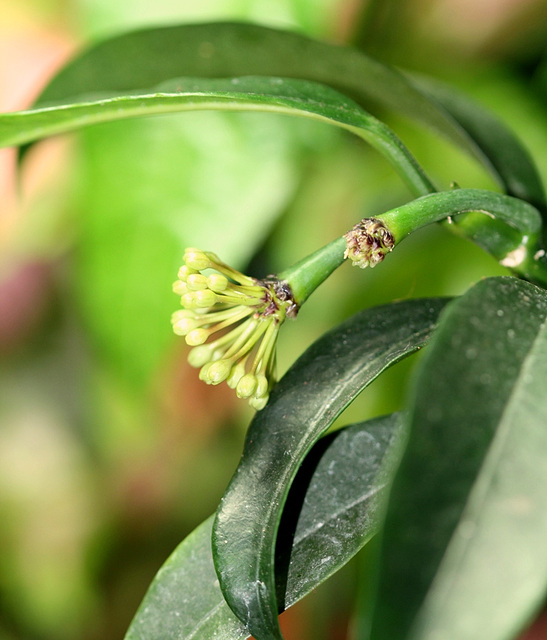 Hoya multiflora  2