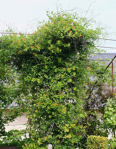 Chèvrefeuille- Lonicera x tellmanniana Chèvrefeuille- Lonicera x tellmanniana
