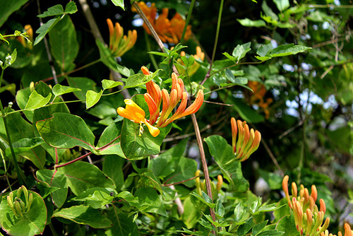 Chèvrefeuille- Lonicera x tellmanniana Chèvrefeuille- Lonicera x tellmanniana