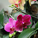 Phalaenopsis hybride " Brother Tom "
