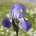 Iris bleu