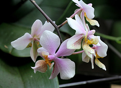Phalaenopsis philadelphia
