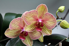 Phalaenopsis "Baldan's kaleidoscope"