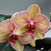 Phalaenopsis "Baldan's kaleidoscope"