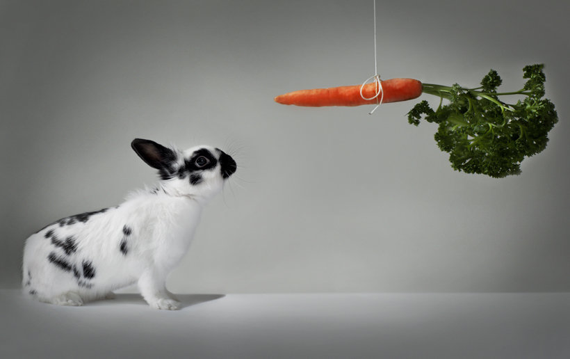 A Rabbit and a Carrot  :o)