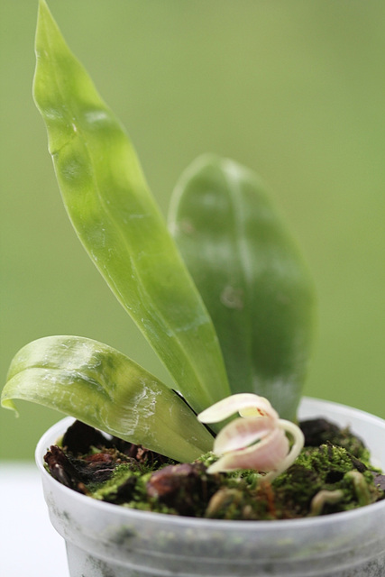 Phalaenopsis inscriptiosinensis