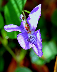 Viola reichenbachia