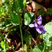 Viola reichenbachia
