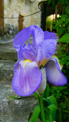 Iris en macro