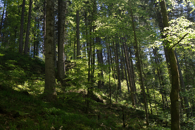 Schwarzwald Lotenbachklamm DSC05769